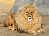 eský lev Leon se me stát stejn tak slavným, jakým byl lev Cecil.