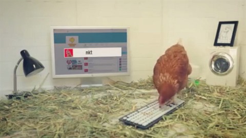 Slepice Betty dostala do kurníku klávesnici a její náhodné zprávy na twitteru...
