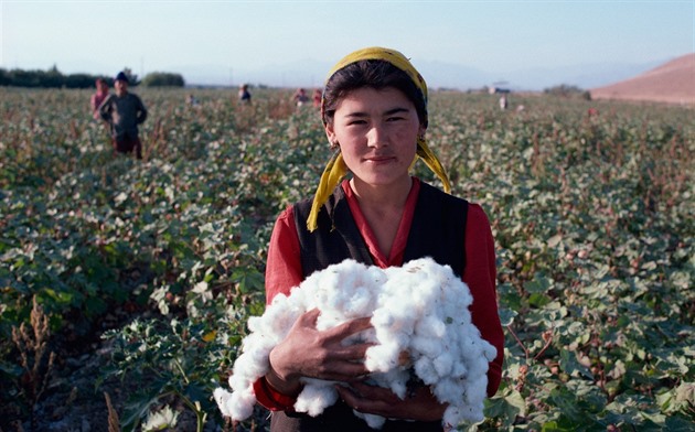 Sklize bavlny patí v Uzbekistánu k tradiním podzimním aktivitám. Problém je,...