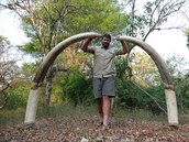 Nejvtí slon Afriky byl zabit jen pár msíc po lvu Cecilovi.