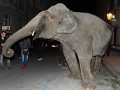 Kdo to kdy vidl, aby po praských ulicích chodil slon?