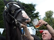 Podle návrhu poslance Junka by jezdci na koních mohli pít alkohol. Zda by mohli...