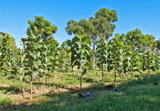 Plantá na teakové devo