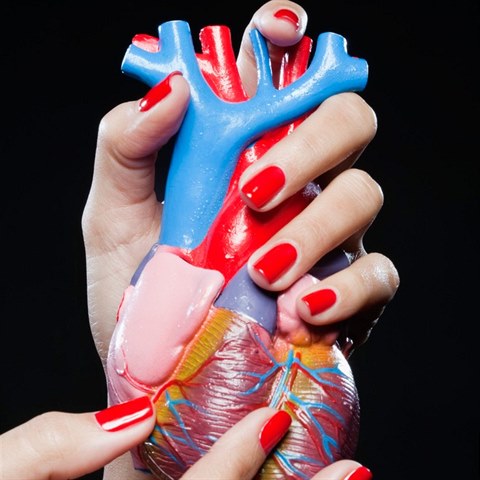 Srdce je na lev stran proto, aby se etil prostor pro ostatn orgny.