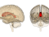 Oblast mozku, která je niena kouením skunku.