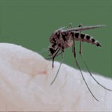 Jak komáří sosáček hledá u nás pod kůži žílu?