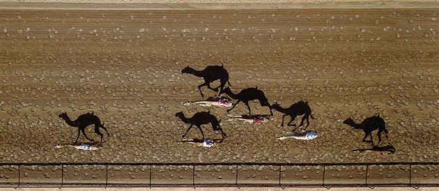 Závody velbloud ve Spojených arabských emirátech.
