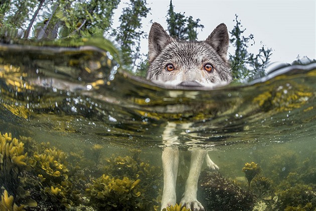 Dokonal naasovn - vlk pi lovu ryb.