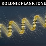 Kolonie planktonu.