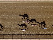 Závody velbloud� ve Spojených arabských emirátech.