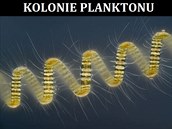 Kolonie planktonu.