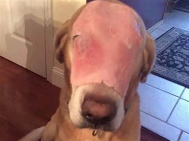 Fotka popáleného psa dojala miliony uivatel Facebooku. Psovi toti vbec nic...