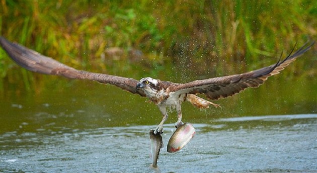 Ruskému fotografovi se podailo zachytit orlovce íního, který po stemhlavém...