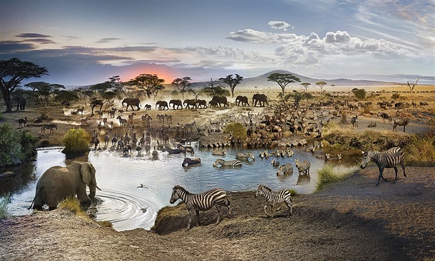 Jak vypadá jeden den v národním parku Serengeti?