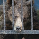 Lidsk krutost: Nad trpcmi zvaty by jeden zaplakal.