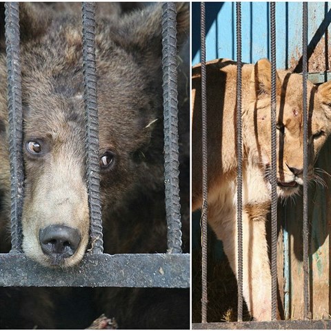 Nejsmutnj zoo svta najdete v armnskm mst Gjumri.