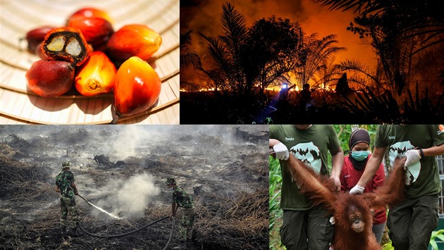 Následky pouívání palmového oleje.