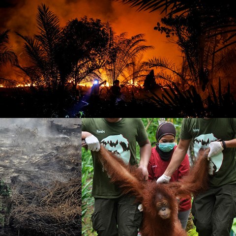 Následky používání palmového oleje.