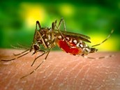 K penosu a nakaení virem zika dochází komáím bodnutím.