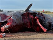 V tle jedné z velryb se po smrti nahromadily plyny a pi pokusu o její...