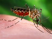 Z latinské Ameriky ji do Evropy dorazil virus Zika, který penáí komái.