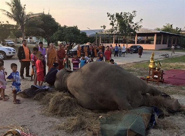 Obyvatelé thajského letoviska Pattaya se pili rozlouit s populární slonicí...
