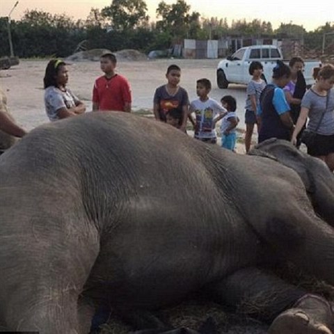 Se slonic se pily rozlouit hlavn dti, kter j milovaly.