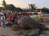Obyvatelé thajského letoviska Pattaya se pili rozlouit s populární slonicí...