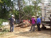 Tlo mrtvé slonice muselo k hrobové jám odtáhnout nákladní auto.