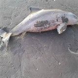 Zvíře nakonec uhynulo. Turisté ho jen tak nechali ležet na pláži.