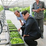 Kim Čong Un během inspekce pěstírny papriky.