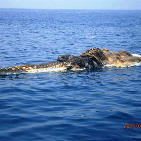 Odbornci se shodli, e lo o napl rozloenou mrtvolu velryby.