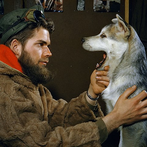 Polrnk kontroluje zuby tnti tanho huskyho, Severn pl, 1957