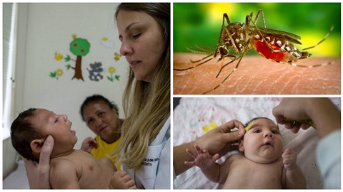 Virus Zika je v eské republice.