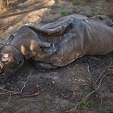 Smutn pohled: pytlci lov nosoroce kvli jejich rohm, na ernm trhu maj...