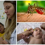 Virus Zika je v esk republice.