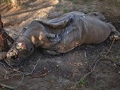 Smutný pohled: pytláci loví nosoroce kvli jejich rohm, na erném trhu mají...