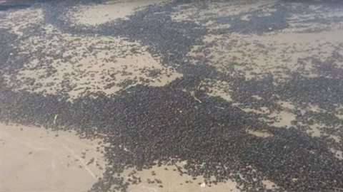 Hmyzí invaze na argentinské plái.