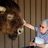 Norma si během cesty udělala spoustu zajímavých přátel - třeba tohohle bizona.