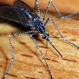 Jak se zbavme viru zika?