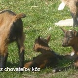 2. celoslovensk sraz chovatel koz