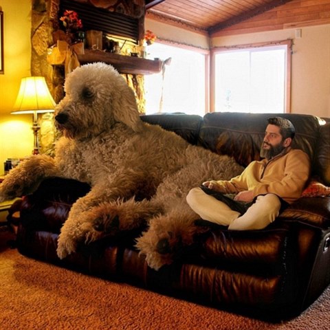 Fotograf Christopher se sv�m psiskem blbne ve Photoshopu. Ned�l� to ale jenom tak.