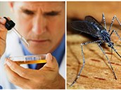 Jak se zbavíme viru zika?