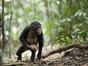 N�me�tí v�dci zachytili �impanze b�hem podivných rituál� u starého stromu. Je...