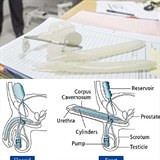 Uml penis je zzrakem modernch lkaskch technologi. Ne byl pln funkn,...