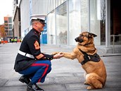 Válená veteránka Lucca si uívá psího dchodu se svým psovodem serantem ...
