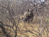 Pí svém putování detným pralesem se stetl elem i s nosoroci.