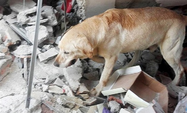 Čtyřletý labrador Dayko pomáhal v Ekvádoru zachraňovat oběti zemětřesení. Po...