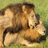 Lv samci si uvaj na safari v africk Botswan. Podle vdc nic neobvyklho.