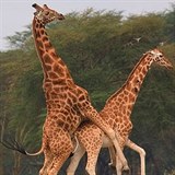 Žirafí samci si sexem dávají najevo dominanci..